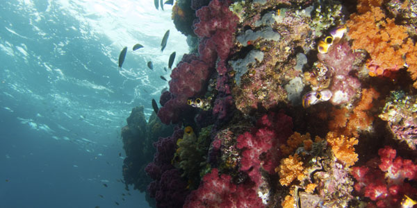 Coral wall