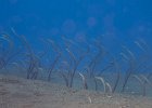Sand eels : reeflife