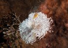 Skunk anemonefish : Anemonefish