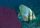 Pinnate Spadefish : reeflife
