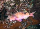 Sidespot Goatfish : reeflife