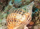 Triton eating a starfish : reeflife