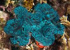 DSC07057 : reeflife