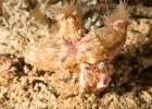 Hermit crab : reeflife