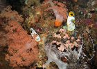 Frogfish on wall : frogfish
