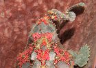 Giant Frogfish : frogfish