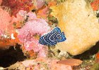 Juvenile angelfish : reeflife