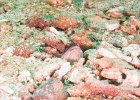 Jawfish : reeflife