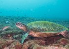 Hawkbill Turtle : reeflife