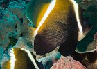 Phantom Bannerfish : reeflife
