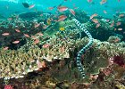 Banded Snake Eel : reeflife