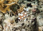 Juvenile Sweetlips : reeflife