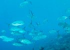 Circling bigeye trevallies : reeflife