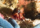 Peacock Mantis Shrimp : reeflife