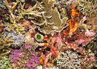 Coral gardens, Batu Tengah : reeflife