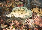 Barramundi cod : reeflife