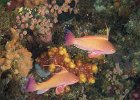 Scalefin Anthias : reeflife