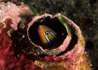 Bluestriped Fangblenny : reeflife