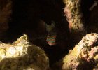 A shy picturesque dragonet : reeflife
