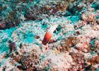 Fire dartfish : reeflife
