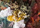 Leaf scorpionfish : reeflife