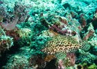 Honeycomb grouper : reeflife