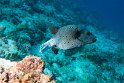 Black-spotted Puffer