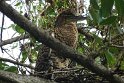 Young Tiger Heron on nest