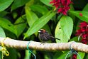 Crimson-collared Tanager (2)