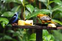 Red-legged Honeycreeper with Flame-coloured Tanager