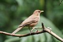 Clay-coloured Thrush - National bird of Costa Rica