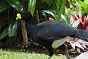 Great Curassow exploring the hot pools