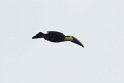 Black-mandibled Toucan in flight