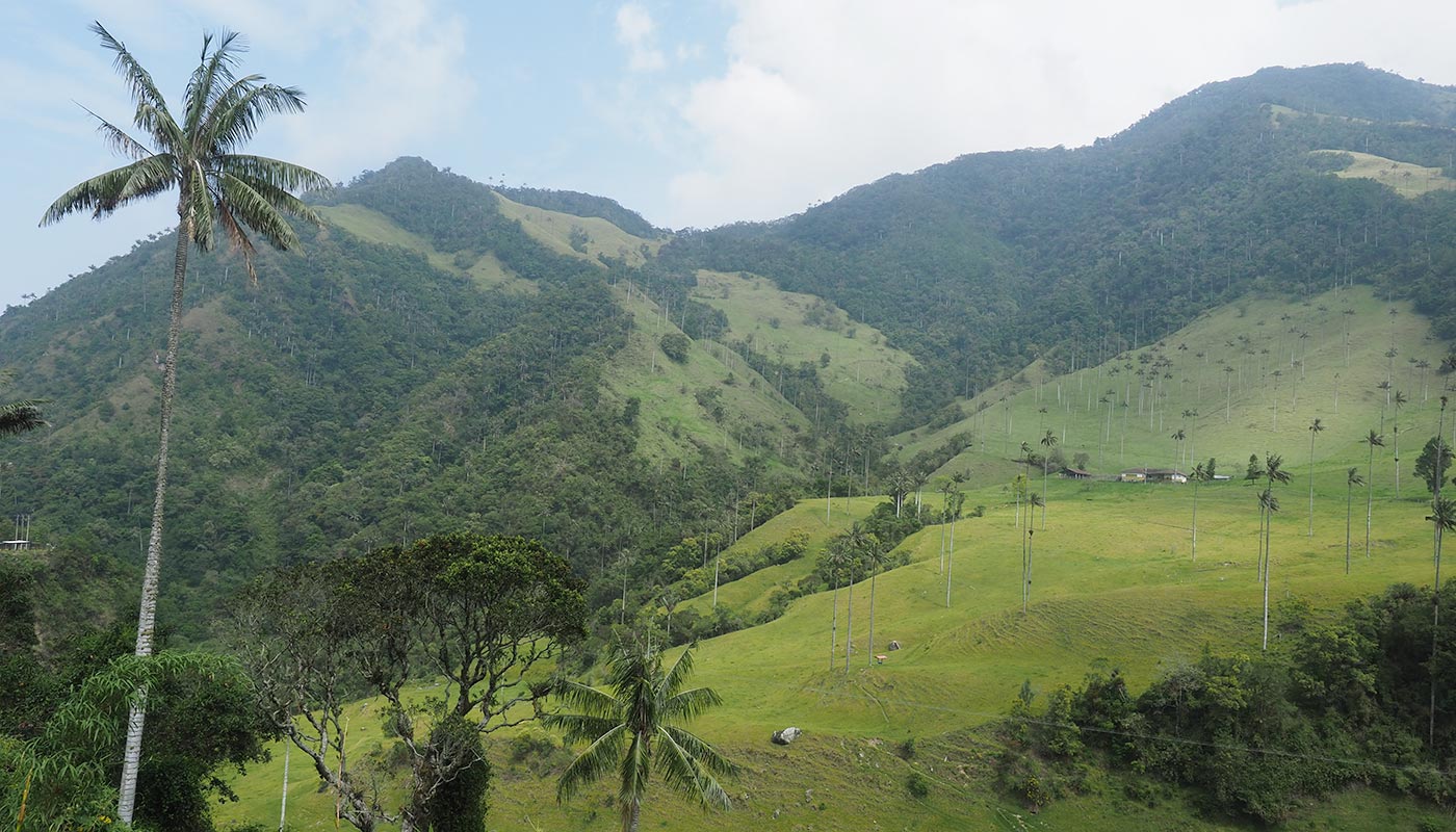 Cocora valley and wax palms