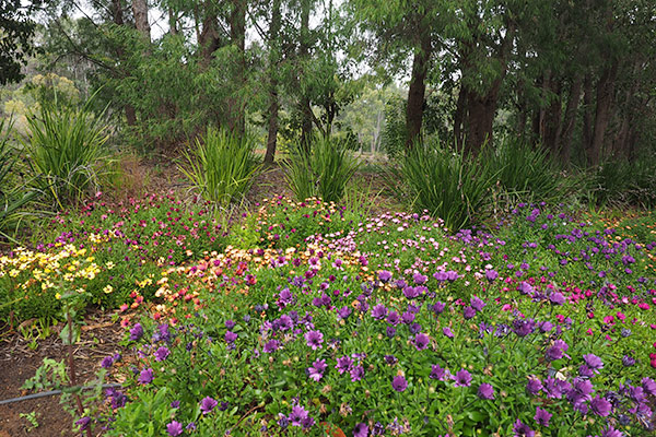 Spring flowers at Cape Lodge