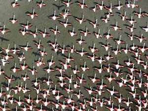 Flamingos skim the sea