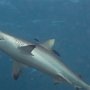 Grey reef shark by the cleaning station