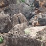 Wallabies in the Pilgramunna Gorge