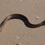 Eastern Brown Snake pseudonaja textilis - 2nd most venomous